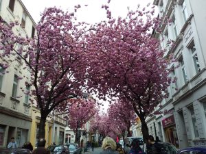Rosablühende Kirschbäume in Straße in Bonn